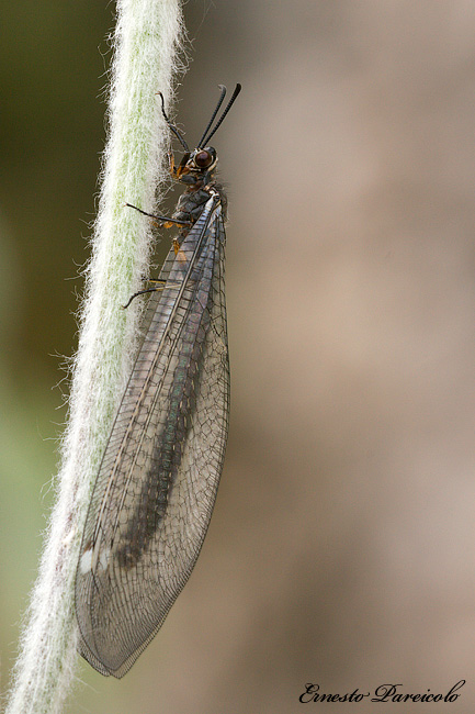 Myrmeleontidae  da identificare - Myrmeleon formicarius